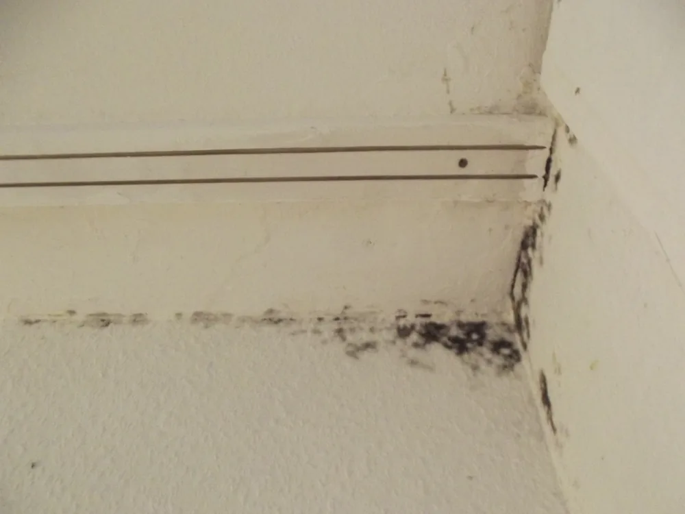 Technician in protective gear removing a mold-damaged wall in a Broadview home